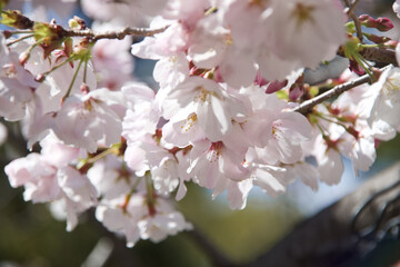 Naklejka premium 桜