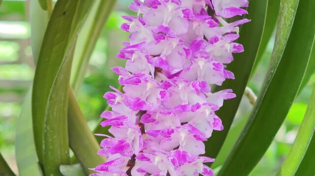 A beautiful orchid, named *Red Garland Rose*.