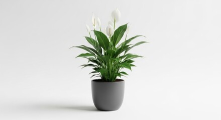 Fototapeta premium A potted plant with white flowers and green leaves in a dark gray pot