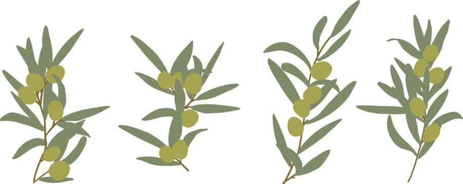 夏のオリーブイラスト。オリーブの葉っぱベクター素材。緑の葉っぱフレーム。Summer olive illustration. Olive leaf vector material. Green leaf frame.
