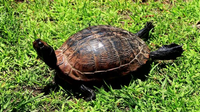 turtle on grass