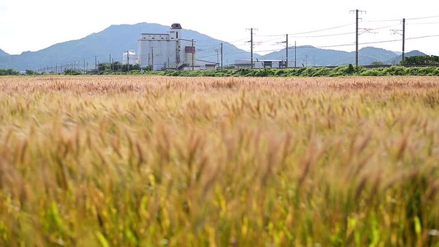 麦秋の湖国を走るトワイライトエクスプレス瑞風 （東海道本線 安土 - 近江八幡, 2026年5月）