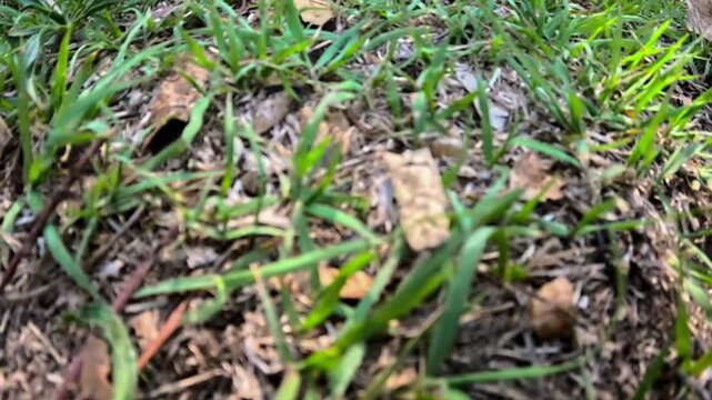 grass and ants