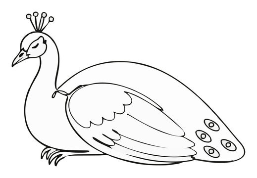 Indian peacock sleeping isometric view minimalist ve.... Generative AI