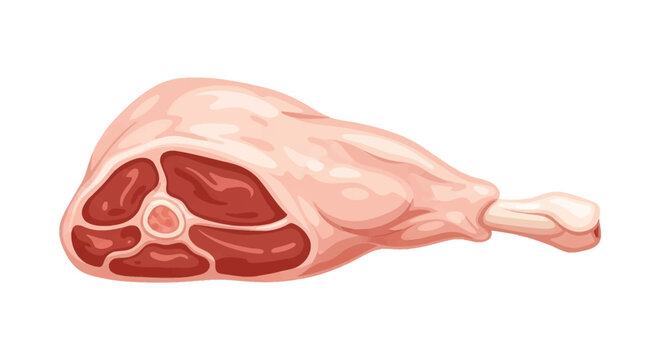 Vector illustration of a raw bone-in leg of lamb or ham, showing the muscle cross-section with marbled fat and bone, isolated on a white background for butchery or cooking design.