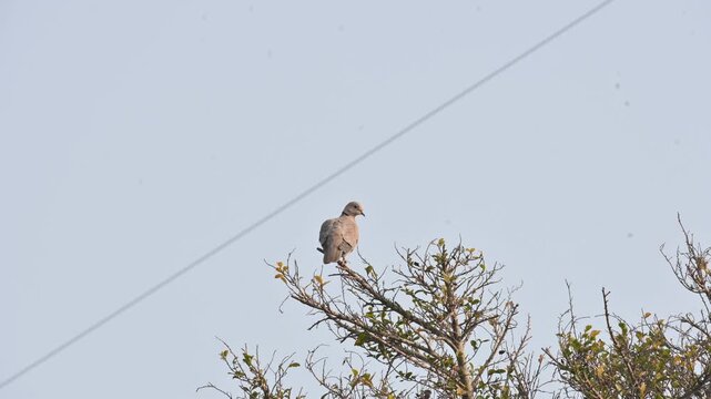 Eurasian collared dove perched on the branch of a tree. Its common name is&nbsp;Streptopelia decaocto and collared dove. It is a&nbsp;dove&nbsp;species native to Europe, Asia, and northern Africa.