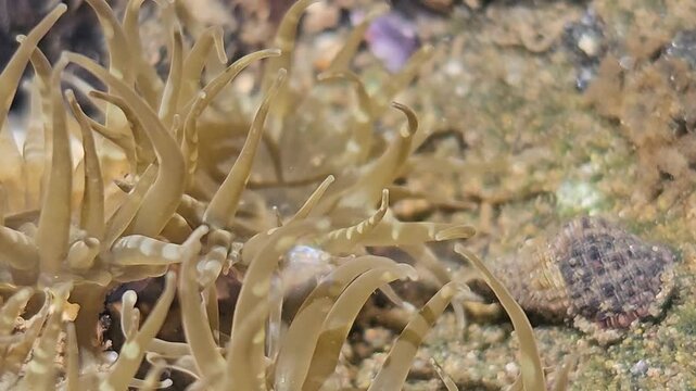 Close up of Anemonia viridis tentacles swaying in a shallow tide pool among rocks and coralline algae