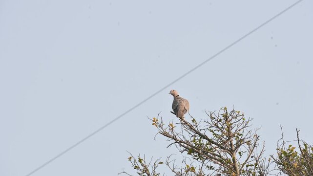 Eurasian collared dove perched on the branch of a tree. Its common name is&nbsp;Streptopelia decaocto and collared dove. It is a&nbsp;dove&nbsp;species native to Europe, Asia, and northern Africa.