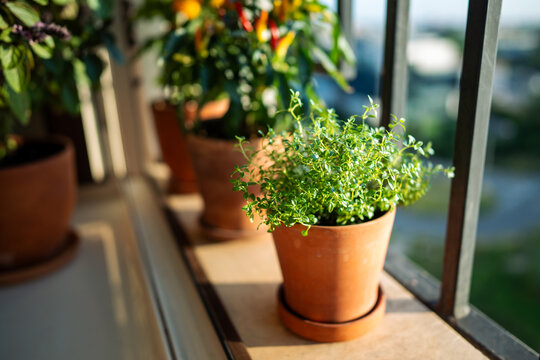 Homegrown of thyme in clay pot growing at French balcony. Urban gardening and farming