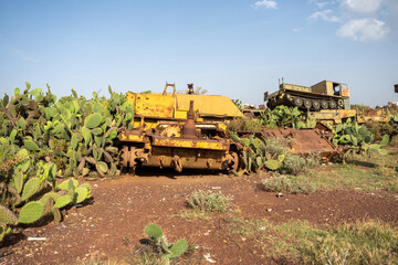 Obraz premium Cactuses growing around old military vehicles at the tank graveyard on the outskirts of Asmara, Eritrea