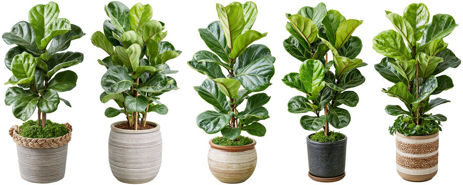 Ficus lyrata houseplant in plant pot isolated on white transparent background - design element cut-out object collection