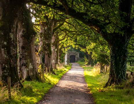 A serene pathway under a lush canopy of trees