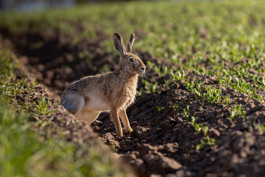 brown hare, lepus europaeus on green grassland,european wild animal in the nature habitat
