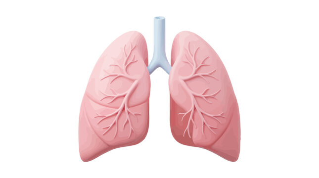 Anatomical illustration of human lungs with trachea and bronchi in a medical context