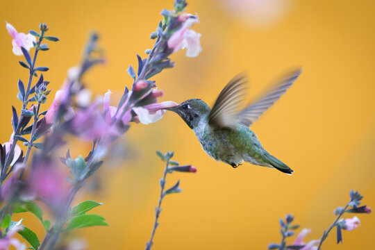 Flying Hummingbird with Flowers