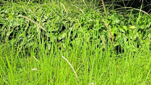 Close up of wild green grass field blowing in the wind against a backdrop of arrowhead vine leaves.