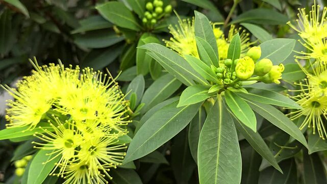 Tiny native stingless bee buzzing over the long golden stamens of a tropical Xanthostemon chrysanthus flower during a bright sunny day.