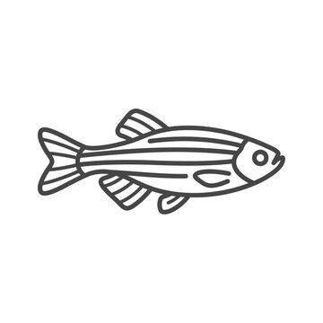 Zebra danio tropical fish line art illustration.