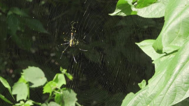 Golden Orb Weaver Spider Crawling on Web in a Thailand Jungle