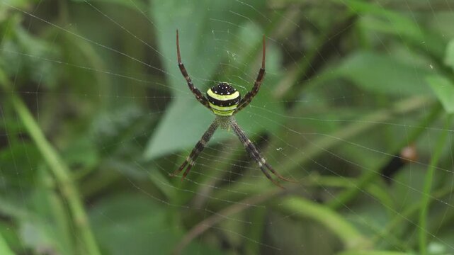 Vibrant Argiope Orb-Weaver Spider on Web in Thailand Jungle