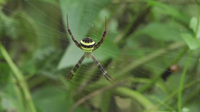 Vibrant Argiope Spider Waiting Motionless on its Web in Thai Jungle