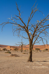 Naklejka premium Solitary Dead Tree in the Namib Desert, Sossusvlei, Namibia