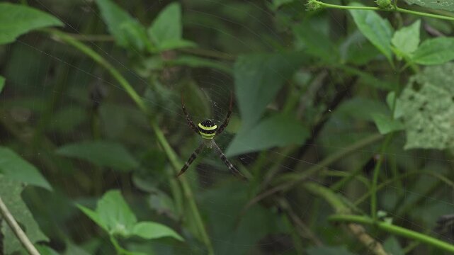 Signature Spider Stationary on Intricate Web in Thailand's Jungle
