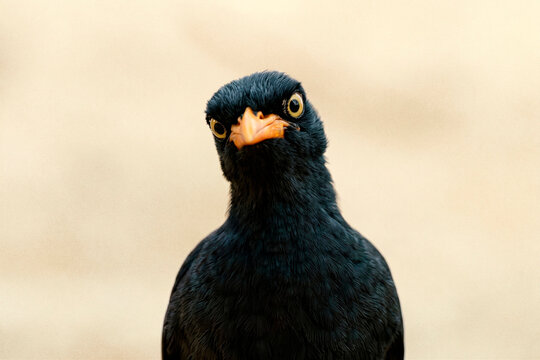 A starling (myna) bird is looking and staring with a suspicious expression