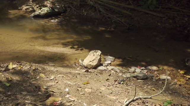 Swarm of Butterflies Puddling on a Rock Next to a Jungle Stream