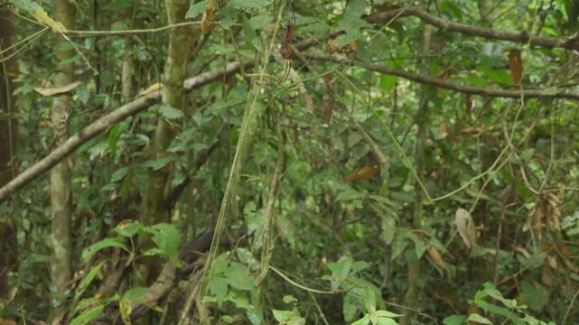 Golden Silk Orb-Weaver Spider Maintaining Web in Thailand Jungle