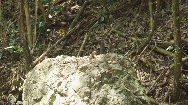 Juvenile Monitor Lizard Basking on a Rock in the Thai Jungle