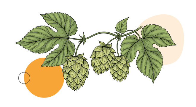 Detailed illustration of a hop branch shows green leaves and aromatic cones used in brewing beer over colorful abstract circular shapes.