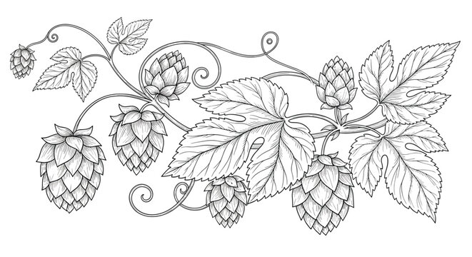 Detailed botanical sketch of a hop plant with intricately textured leaves and cones in a classic hand-drawn engraving style.