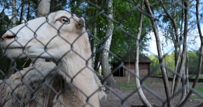 A white sheep behind a metal net, a domestic sheep looks up inside a spacious aviary against the background of birch trunks and a wooden house