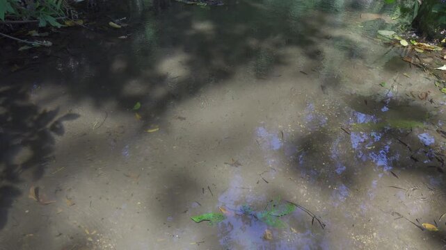 Sun-Dappled Jungle Stream with Tiny Fish and Insects