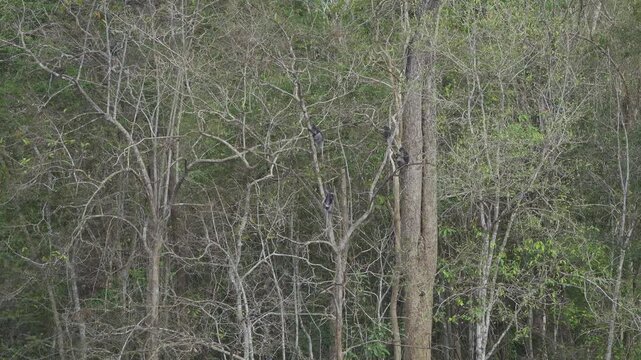 Group of Endangered Dusky Leaf Monkeys in The Jungle Canopy