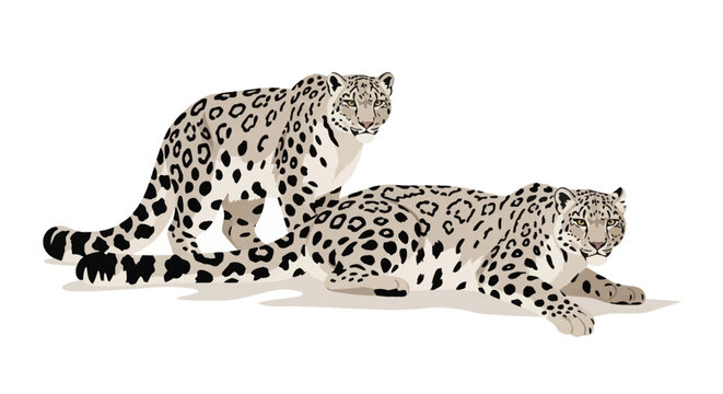 Vector illustration of two snow leopards with black rosettes and thick tails. One leopard is standing while the other is lying down, both facing forward on a white background.