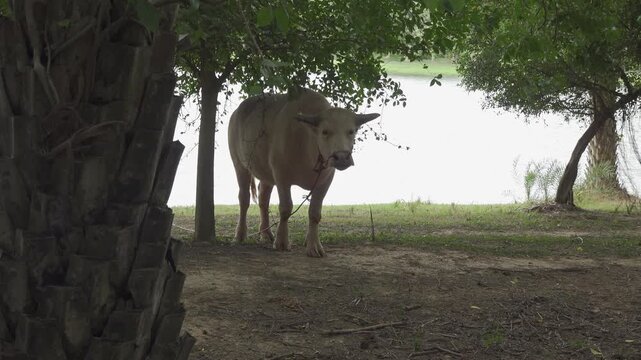 Asian Water Buffalo Standing in Shade Near Rural Pond Thailand