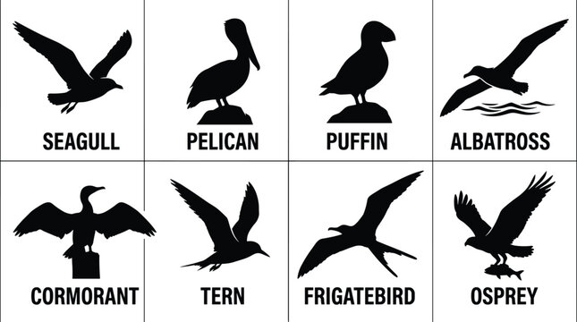 Collection of seabird and coastal bird silhouettes featuring seagull pelican puffin albatross cormorant tern frigatebird and osprey