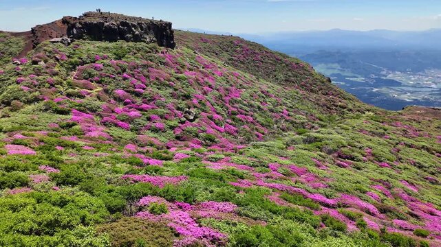 天狗の舞台とミヤマキリシマ　阿蘇　高岳