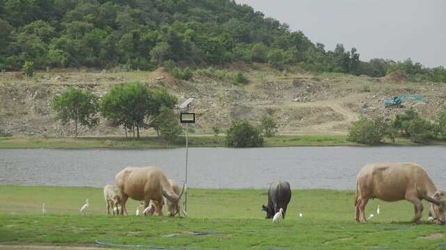 White Water Buffalo Herd Grazing Lakeside in Thailand