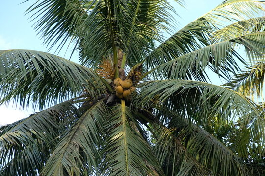 The coconut (Cocos nucifera) is a member of the palm family (Arecaceae) and the only living species of the genus Cocos. Native to the Central Indo-Pacific, the coconut is widespread in coastal tropica