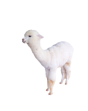 Cute alpaca isolated on white background , clipping pah