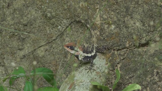 Oriental Garden Lizard Catching a Butterfly in Thailand Jungle