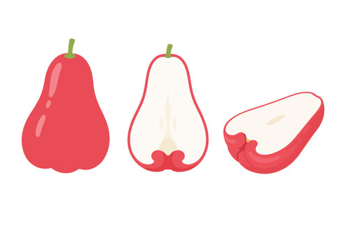 Rose apple vector illustration, whole and halved fresh wax apple isolated on white background