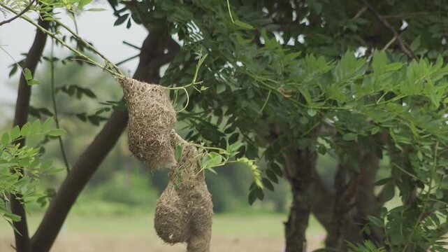Baya Weaver Bird Building an Intricate Nest