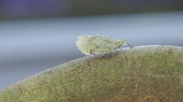 Flatid Planthopper Walking on Tree Branch in Thai Jungle&mdash;4K Close-up