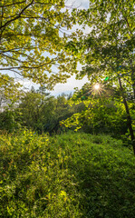 Fototapeta premium The sun through the trees in the summer park. Beautiful park in spring with bright sun shining through the trees