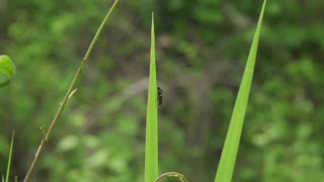 Black and Red Froghopper Resting on a Blade of Grass
