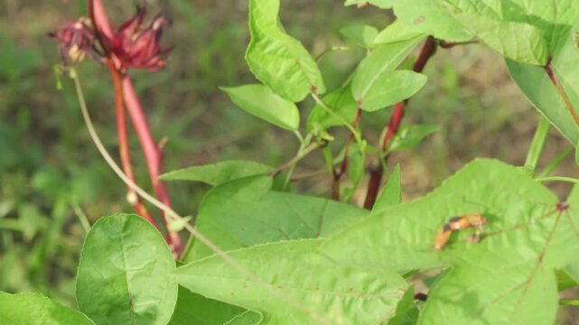 Pair of Red Cotton Stainer Bugs Mating on Hibiscus in Thailand